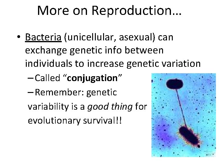 More on Reproduction… • Bacteria (unicellular, asexual) can exchange genetic info between individuals to