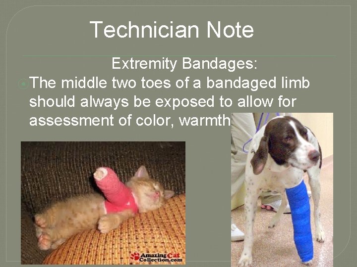 Technician Note Extremity Bandages: ⦿The middle two toes of a bandaged limb should always
