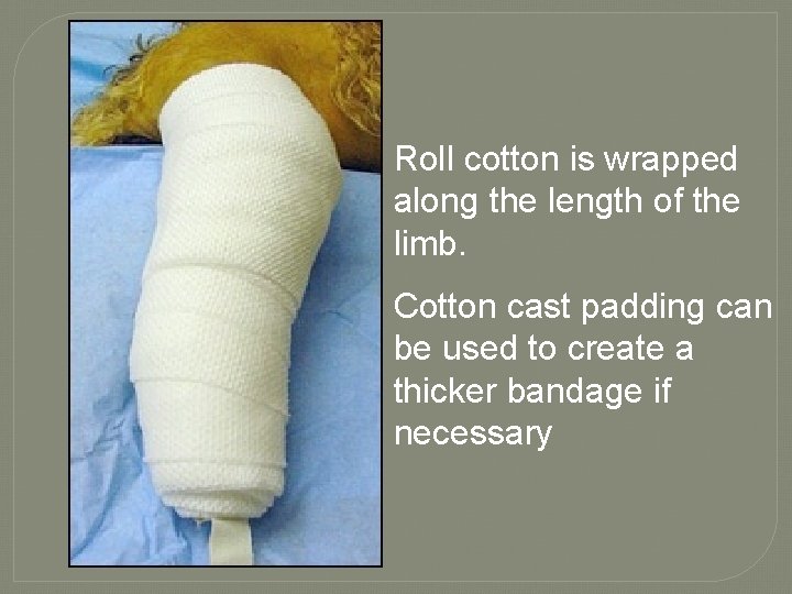 Roll cotton is wrapped along the length of the limb. Cotton cast padding can