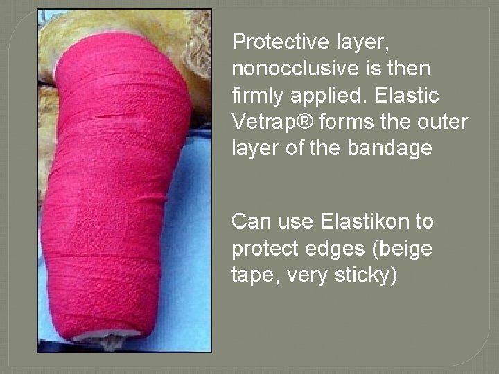 Protective layer, nonocclusive is then firmly applied. Elastic Vetrap® forms the outer layer of