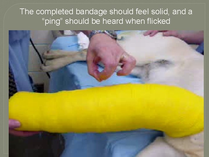 The completed bandage should feel solid, and a “ping” should be heard when flicked