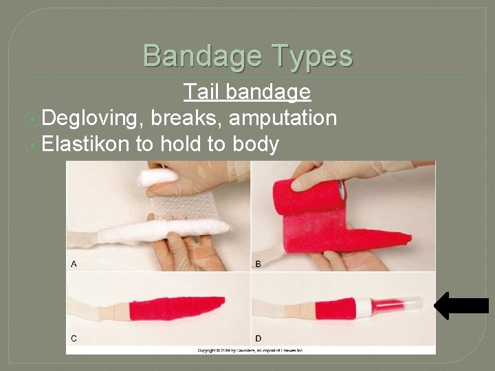 Bandage Types Tail bandage ⦿Degloving, breaks, amputation ⦿Elastikon to hold to body 