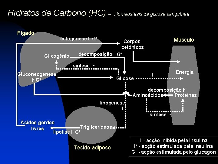 Hidratos de Carbono (HC) – Fígado cetogenese I- G+ Glicogénio Homeostasis da glicose sanguínea