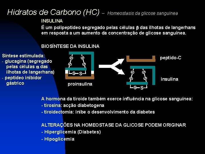 Hidratos de Carbono (HC) – Homeostasis da glicose sanguínea INSULINA É um polipeptideo segregado