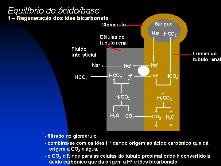 Equilíbrio de ácido/base 1 – Regeneração dos iões bicarbonato Glomérulo Células do tubulo renal