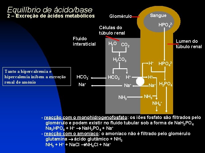 Equilíbrio de ácido/base 2 – Excreção de ácidos metabólicos Glomérulo Sangue HPO 42 -