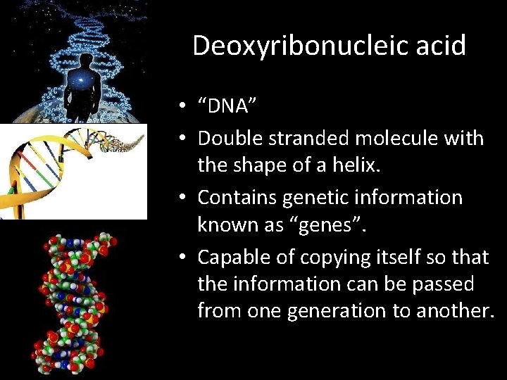 Deoxyribonucleic acid • “DNA” • Double stranded molecule with the shape of a helix.