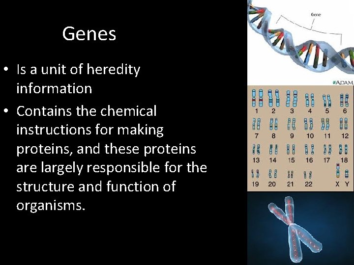 Genes • Is a unit of heredity information • Contains the chemical instructions for