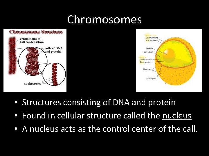 Chromosomes • Structures consisting of DNA and protein • Found in cellular structure called