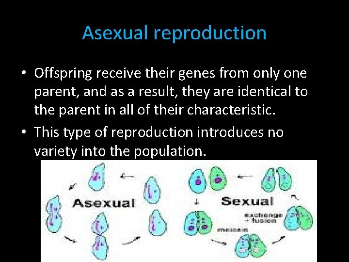 Asexual reproduction • Offspring receive their genes from only one parent, and as a