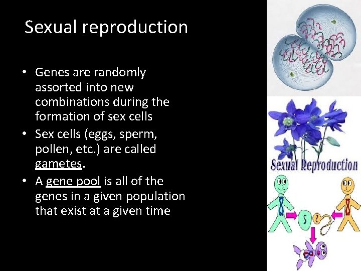 Sexual reproduction • Genes are randomly assorted into new combinations during the formation of