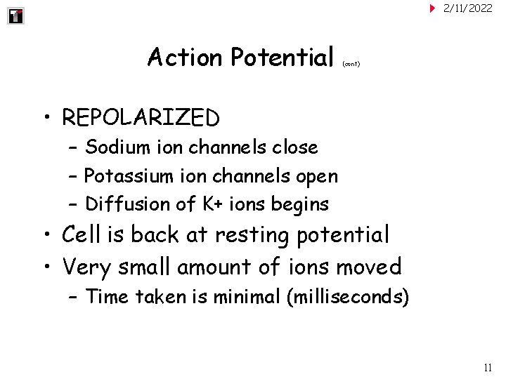 2/11/2022 Action Potential (cont) • REPOLARIZED – Sodium ion channels close – Potassium ion