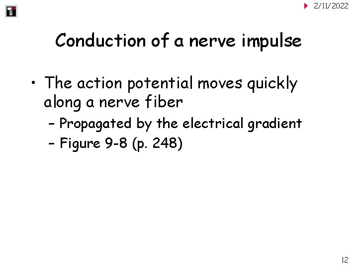 2/11/2022 Conduction of a nerve impulse • The action potential moves quickly along a