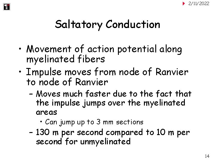 2/11/2022 Saltatory Conduction • Movement of action potential along myelinated fibers • Impulse moves