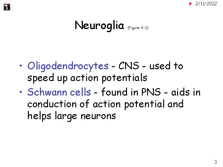 2/11/2022 Neuroglia (Figure 9 -2) • Oligodendrocytes - CNS - used to speed up