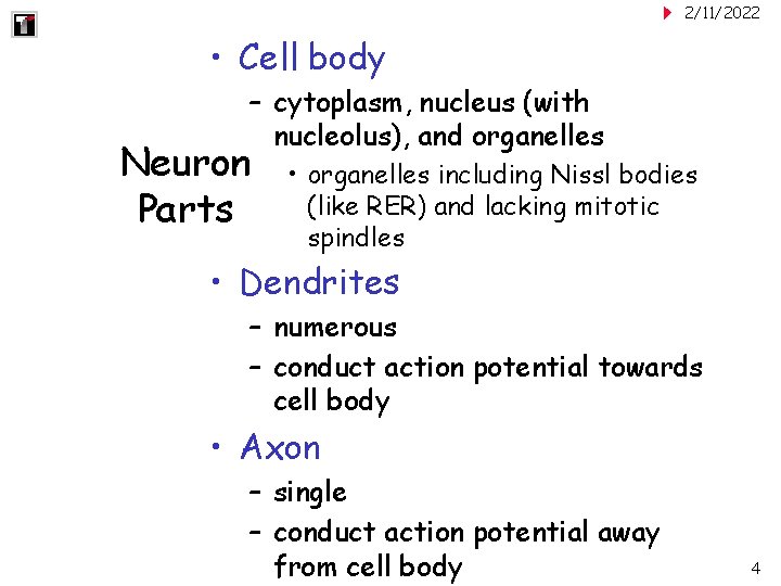 2/11/2022 • Cell body – cytoplasm, nucleus (with nucleolus), and organelles Neuron Parts •