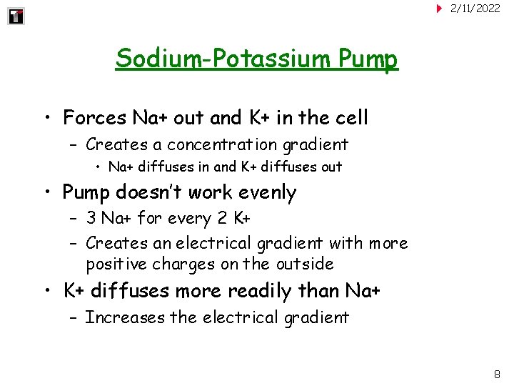 2/11/2022 Sodium-Potassium Pump • Forces Na+ out and K+ in the cell – Creates