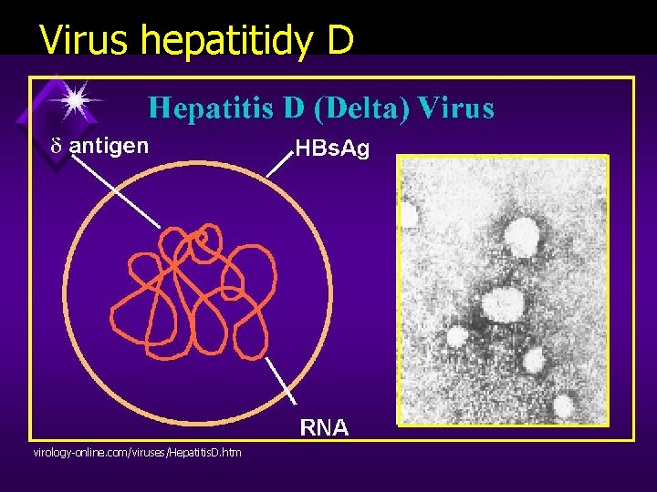 Virus hepatitidy D virology-online. com/viruses/Hepatitis. D. htm 