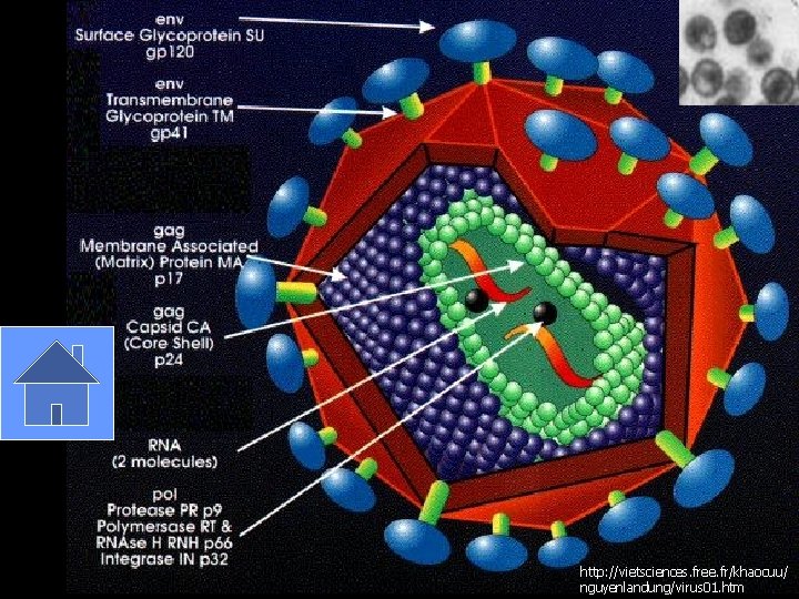 http: //vietsciences. free. fr/khaocuu/ nguyenlandung/virus 01. htm 