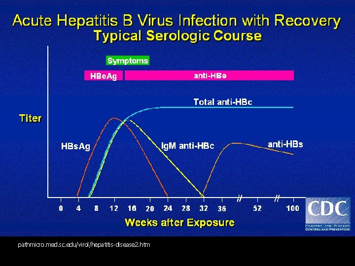 pathmicro. med. sc. edu/virol/hepatitis-disease 2. htm 