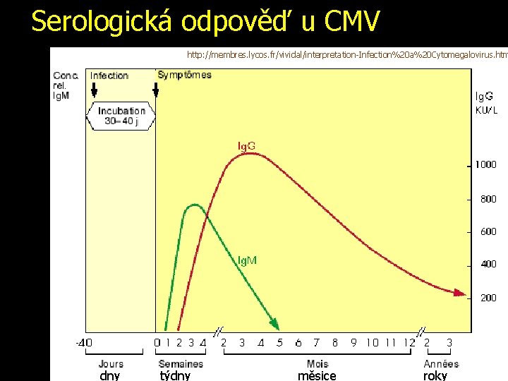 Serologická odpověď u CMV http: //membres. lycos. fr/vividal/interpretation-Infection%20 a%20 Cytomegalovirus. htm dny týdny měsice