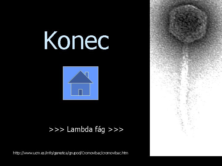 Konec >>> Lambda fág >>> http: //www. ucm. es/info/genetica/grupod/Cromovibac/cromovibac. htm 