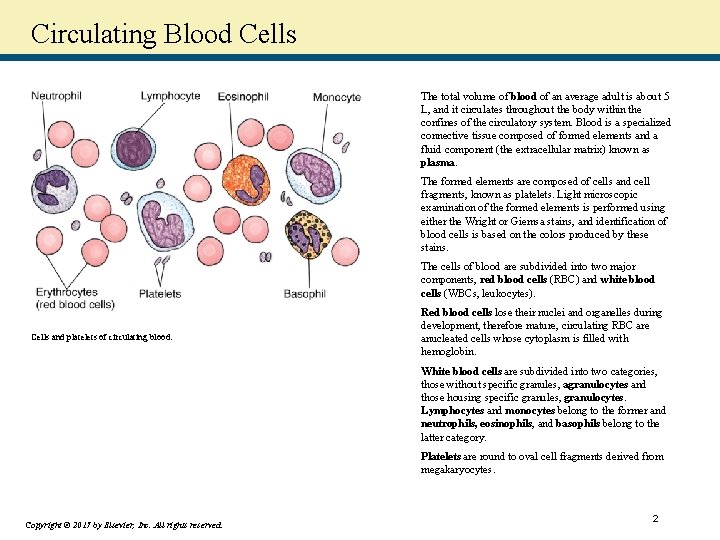 Circulating Blood Cells The total volume of blood of an average adult is about