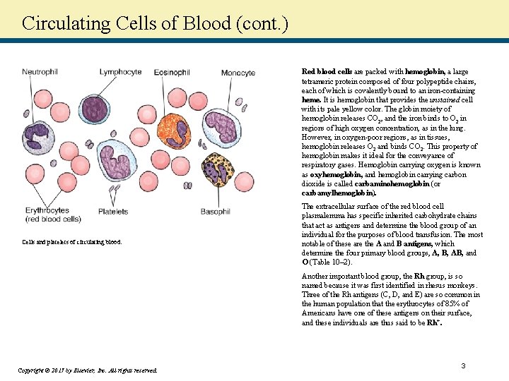 Circulating Cells of Blood (cont. ) Red blood cells are packed with hemoglobin, a
