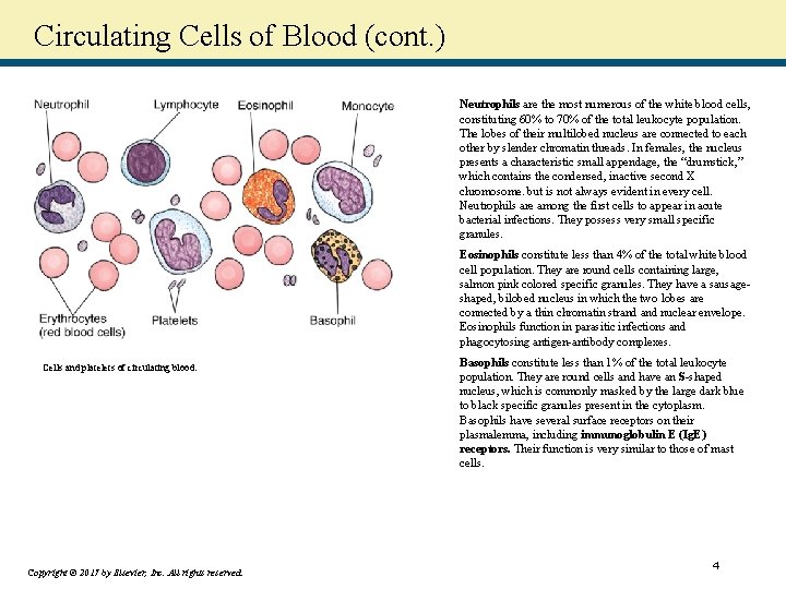 Circulating Cells of Blood (cont. ) Neutrophils are the most numerous of the white