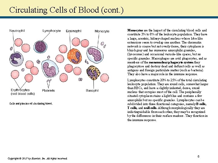 Circulating Cells of Blood (cont. ) Monocytes are the largest of the circulating blood