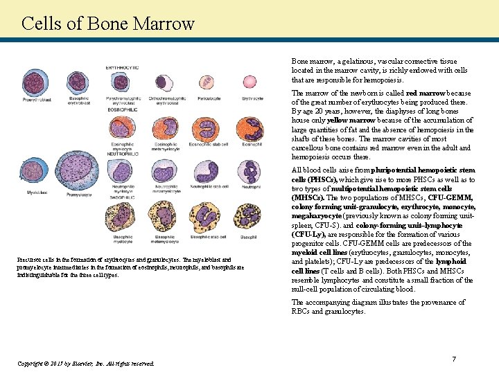 Cells of Bone Marrow Bone marrow, a gelatinous, vascular connective tissue located in the