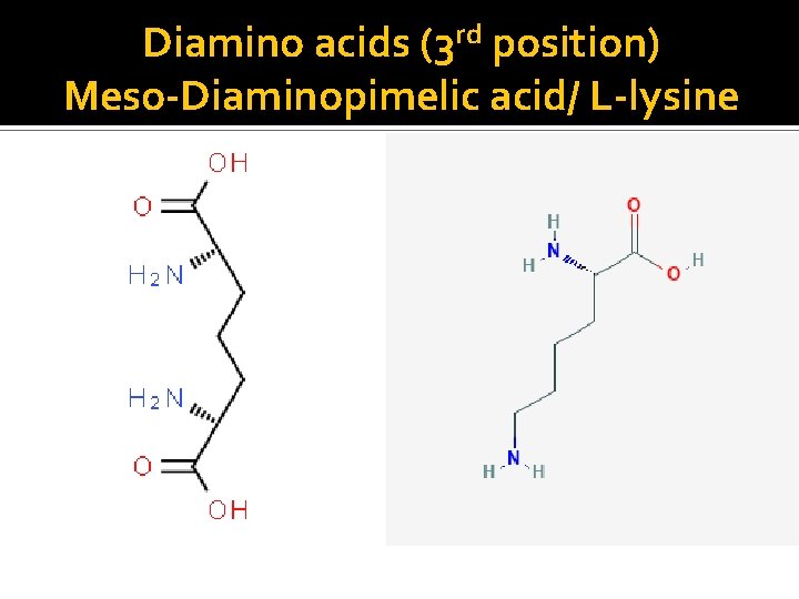 Diamino acids (3 rd position) Meso-Diaminopimelic acid/ L-lysine 