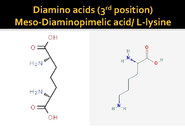 Diamino acids (3 rd position) Meso-Diaminopimelic acid/ L-lysine Diamino acids (3 rd position) Meso-Diaminopimelic acid/ L-lysine