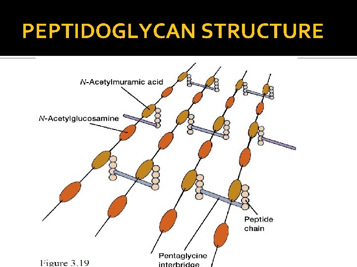 PEPTIDOGLYCAN STRUCTURE PEPTIDOGLYCAN STRUCTURE