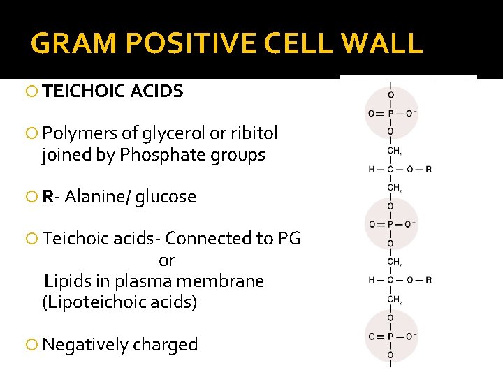 GRAM POSITIVE CELL WALL TEICHOIC ACIDS Polymers of glycerol or ribitol joined by Phosphate