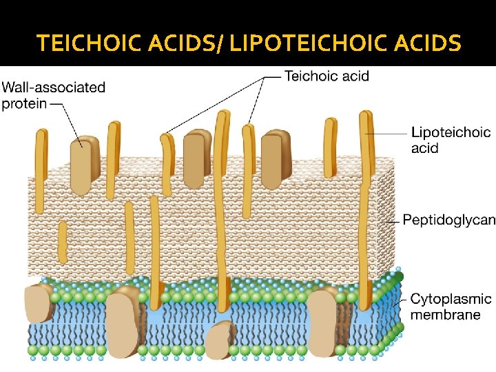 TEICHOIC ACIDS/ LIPOTEICHOIC ACIDS 