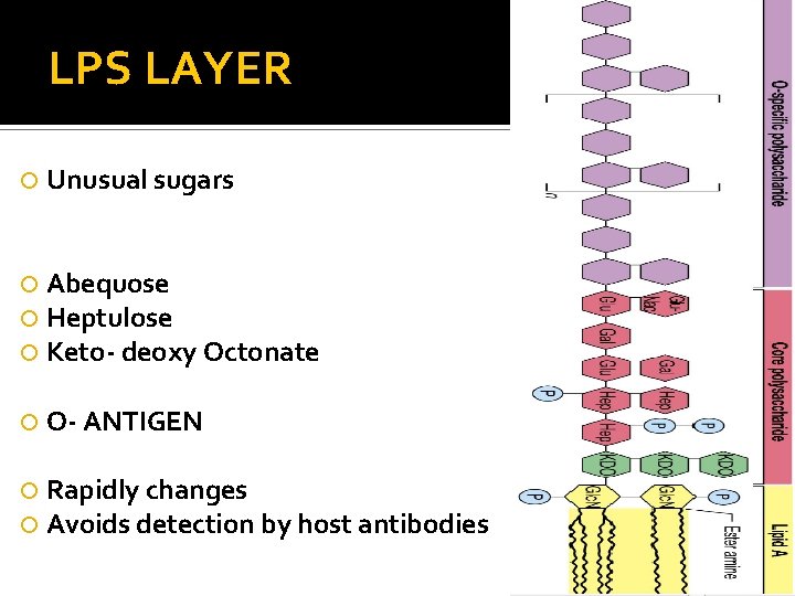 LPS LAYER Unusual sugars Abequose Heptulose Keto- deoxy Octonate O- ANTIGEN Rapidly changes Avoids
