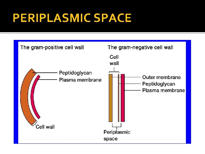 PERIPLASMIC SPACE 