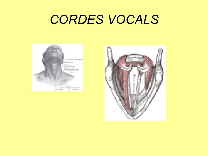CORDES VOCALS 
