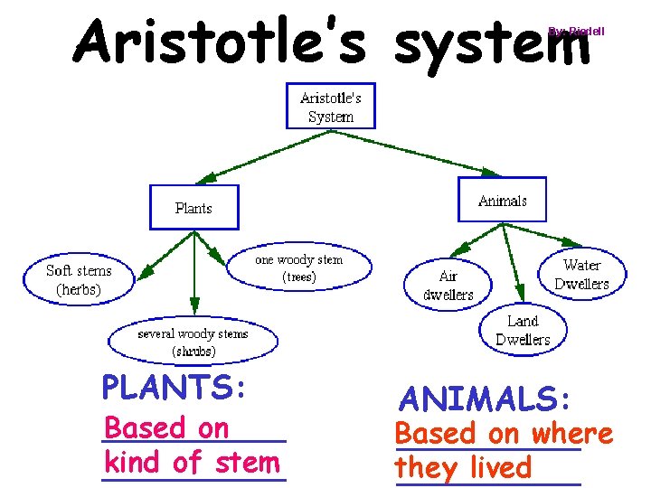 Aristotle’s system By: Riedell PLANTS: _____ Based on kind of stem _____ ANIMALS: Based