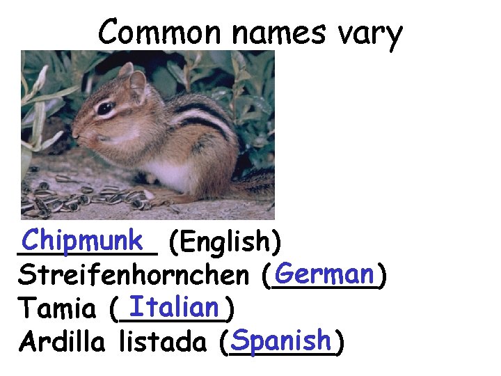 Common names vary Chipmunk (English) ____ German Streifenhornchen (______) Italian Tamia (______) Spanish Ardilla