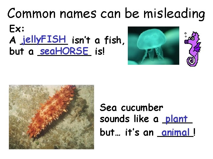 Common names can be misleading Ex: jelly. FISH isn’t a fish, A ____ sea.