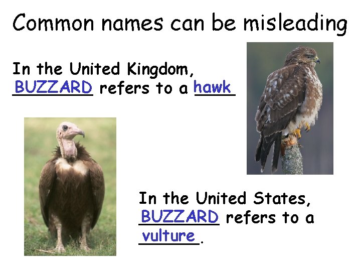 Common names can be misleading In the United Kingdom, BUZZARD refers to a hawk