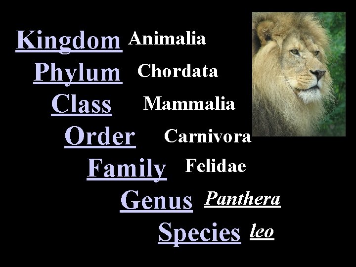 Kingdom Animalia Phylum Chordata Class Mammalia Order Carnivora Family Felidae Genus Panthera Species leo
