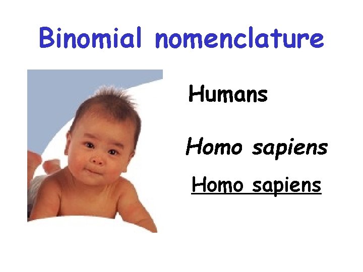 Binomial nomenclature Humans Homo sapiens 