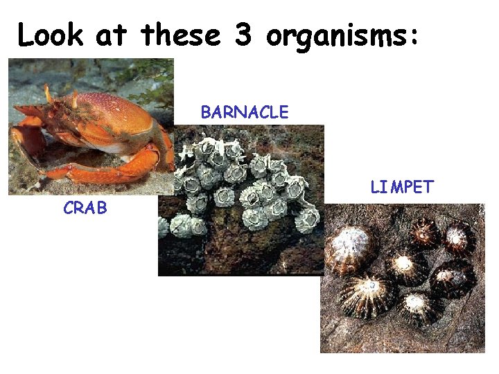 Look at these 3 organisms: BARNACLE CRAB LIMPET 