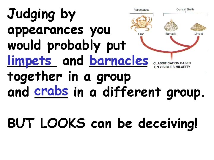 Judging by appearances you would probably put limpets ______ and barnacles _______ together in