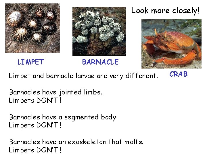 Look more closely! LIMPET BARNACLE Limpet and barnacle larvae are very different. Barnacles have