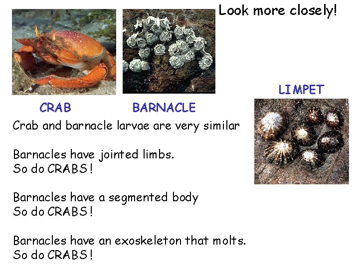 Look more closely! LIMPET CRAB BARNACLE Crab and barnacle larvae are very similar Barnacles
