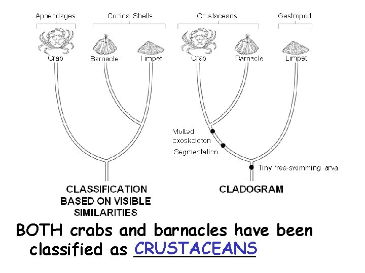 BOTH crabs and barnacles have been CRUSTACEANS classified as ______ 